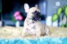 Buldog Francuski Piesek