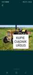 SKUP CIĄGNIKÓW Rolniczych Ursus C330 ! Do 20 tys W KAŻDYM STANIE Krakó