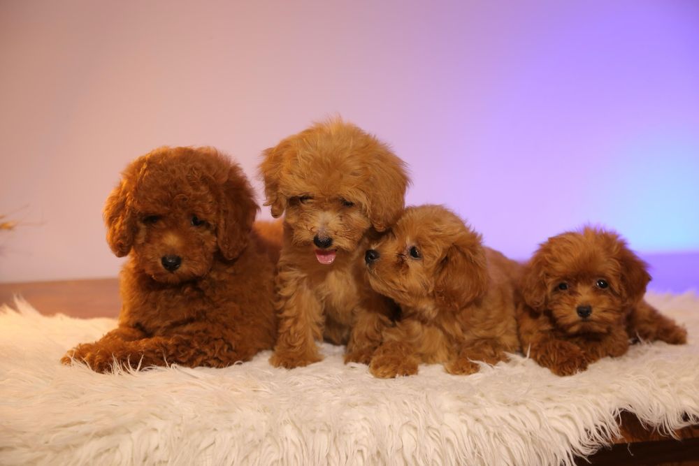 Один хлопчик ‼️ та одна дівчинка ‼️ мальтіпу Акційна ціна