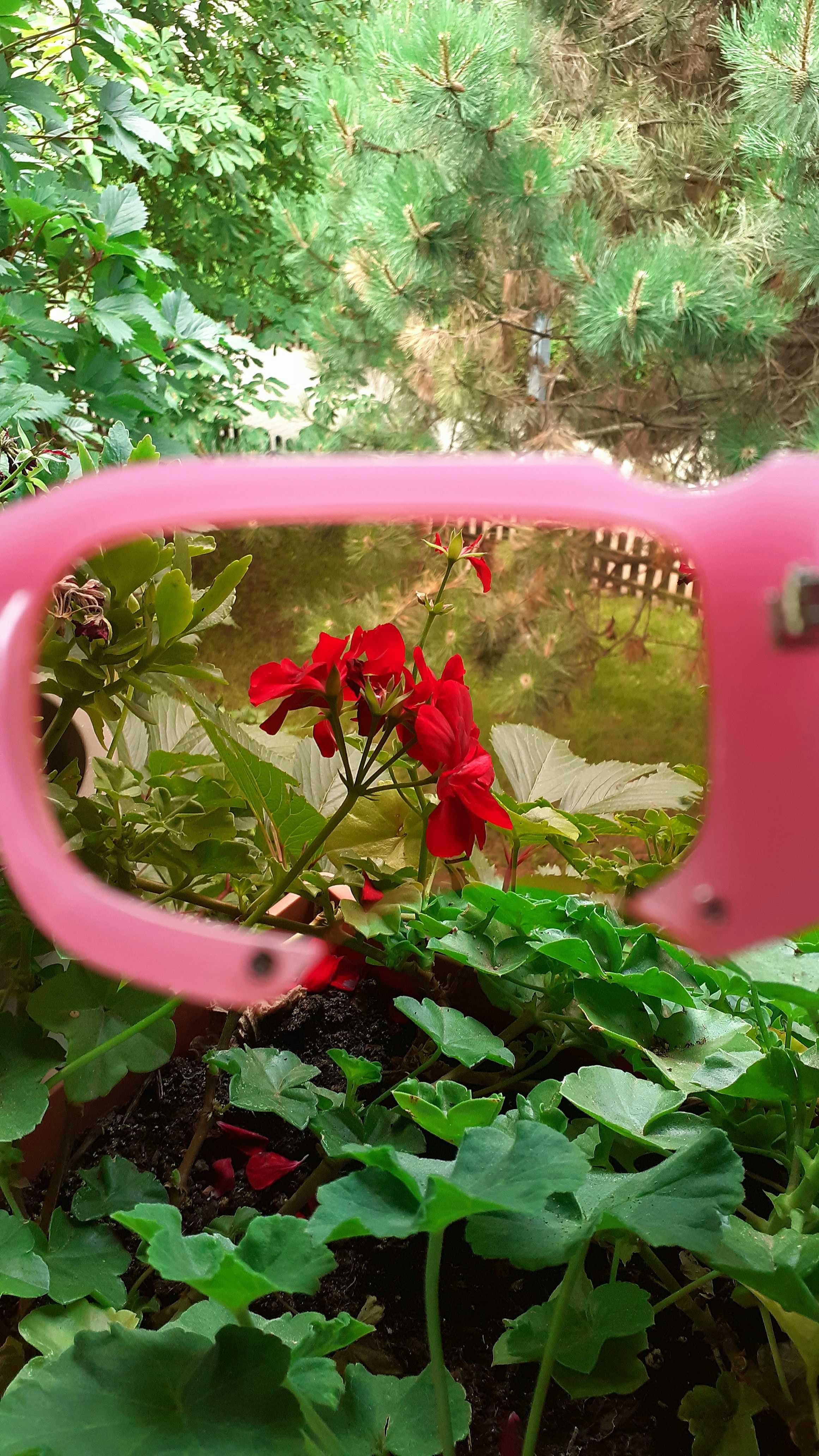 Cady Rectangular Frame Sunglasses (Barbie Pink)