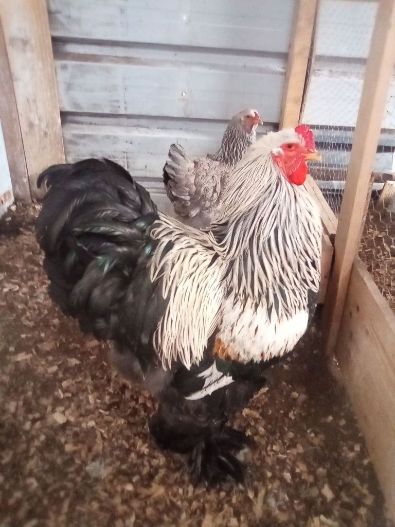 Ovos férteis de Brahma Dark