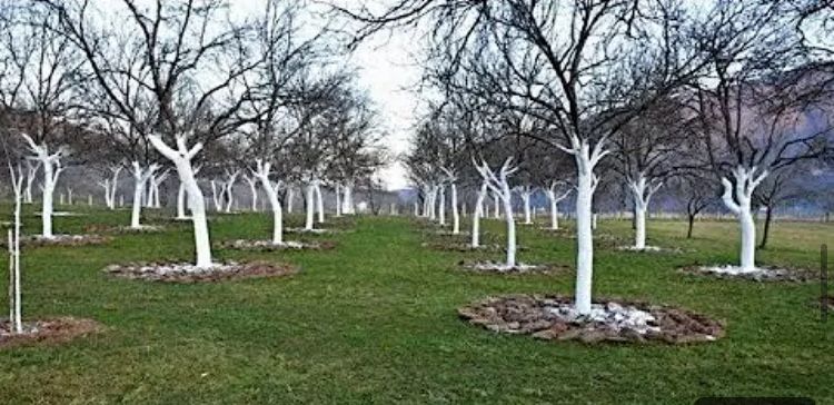 Садовник-выполняем все садовые работы