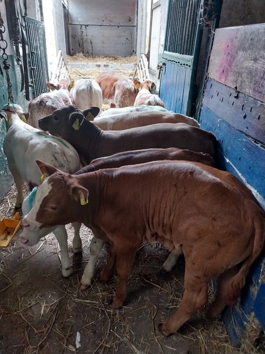 Byczki,Jałówki Mięsne, startery