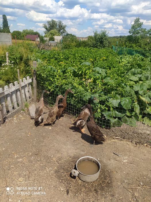 Продам качок індійський бігун