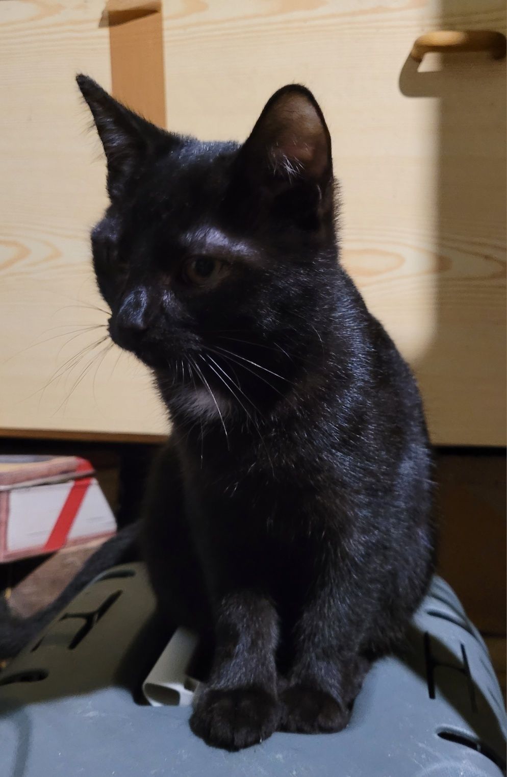 Czarna kociczka szuka domu