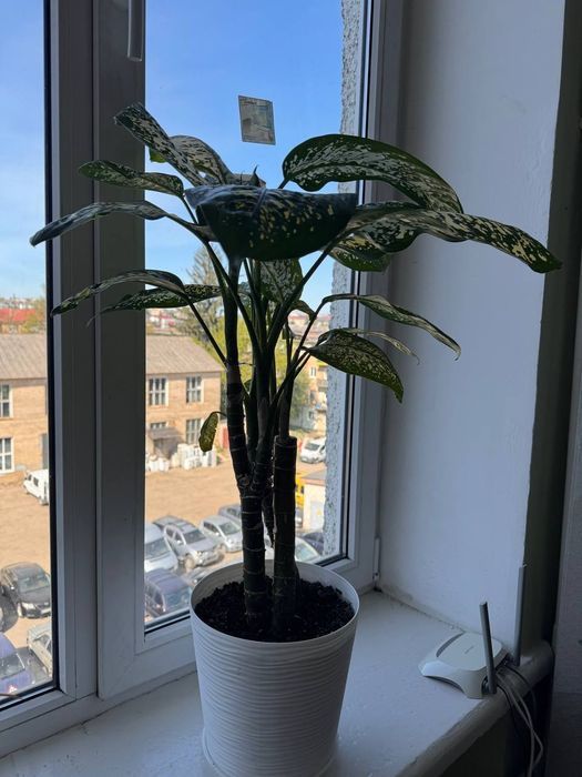 Дифенбахія (Dieffenbachia), диффенбахія кімнатна офісна рослина