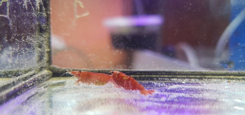 Krewetki Red Cherry