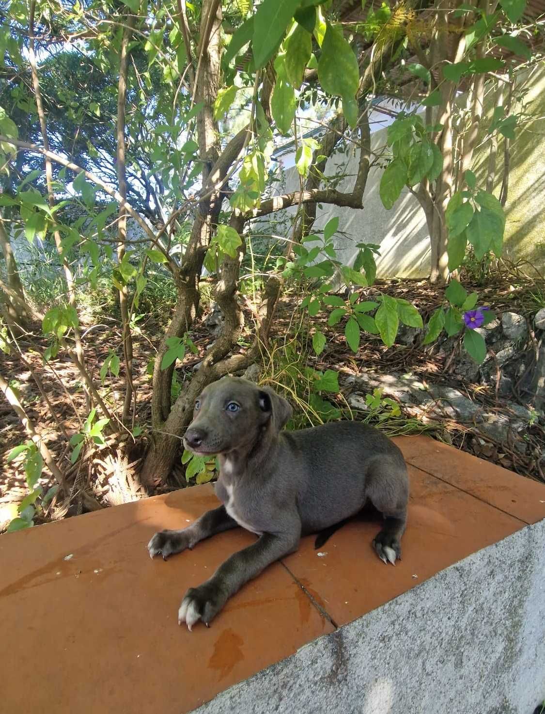 Galguinho/a Whippet Azul.
