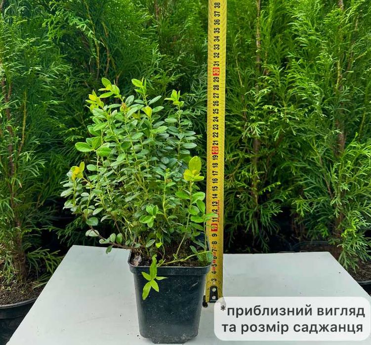 Саженцы брусники Коралл, Руно, саженцы клюквы Стивенс, Пилигрим