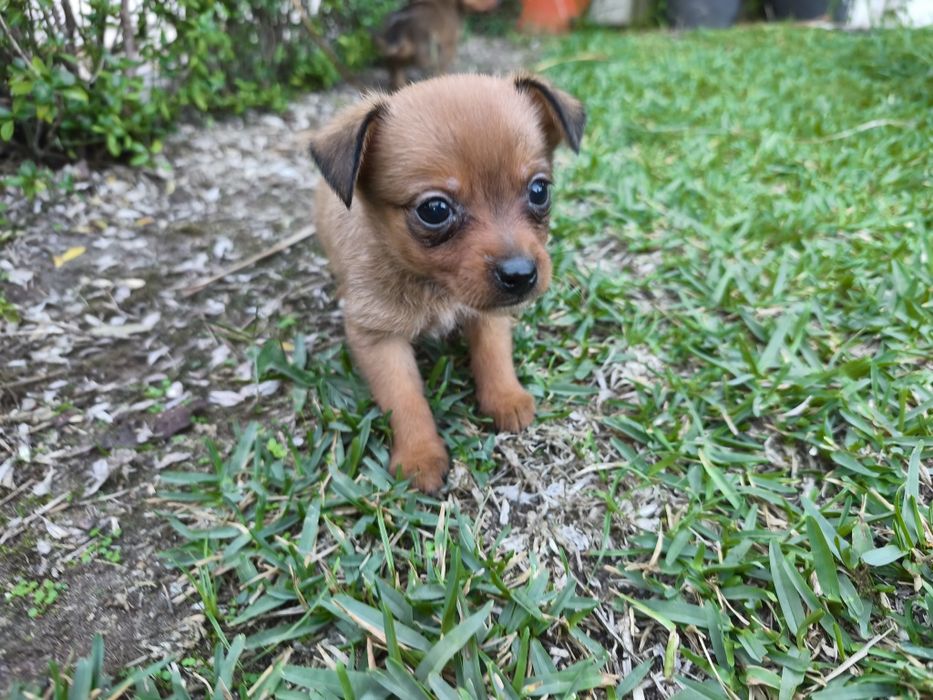 Pinscher pincher exótico miniatura criado em ambiente familiar