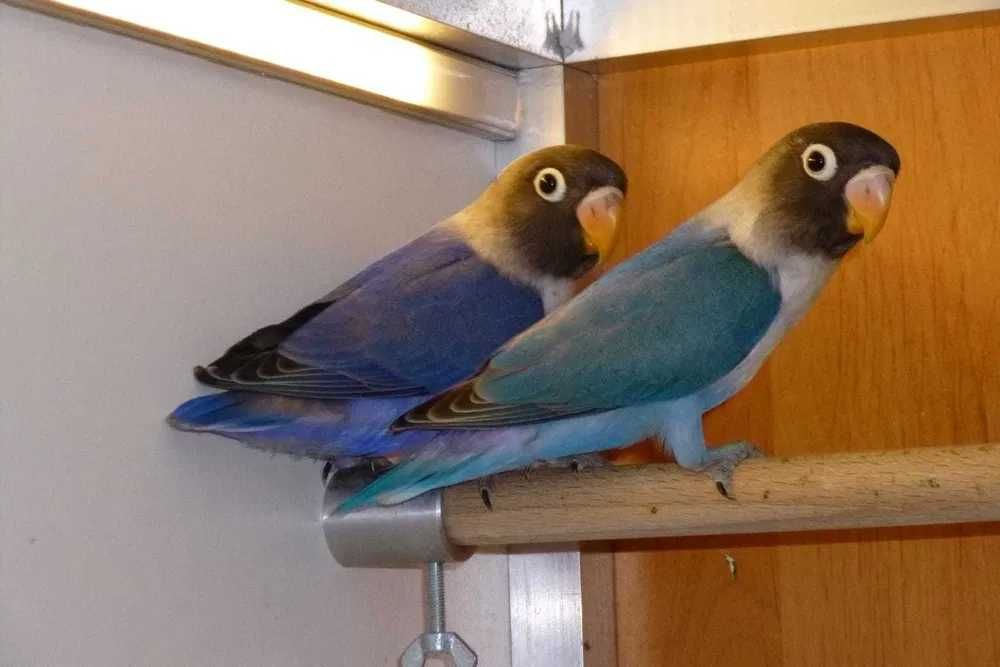 Красивые попугайчики неразлучники молоденькие ручные