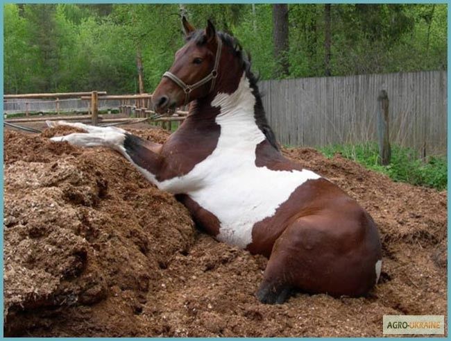 Недорого перегній, навоз, компост,  добриво