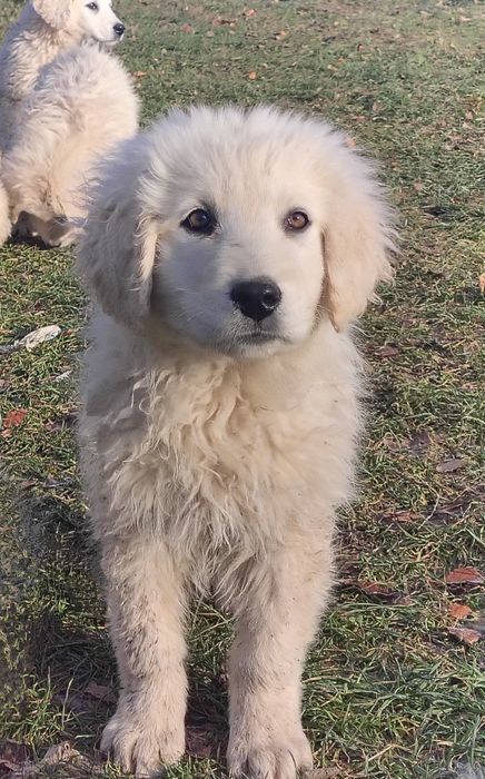 Owczarek podhalański szczeniak pies suczka owczarki