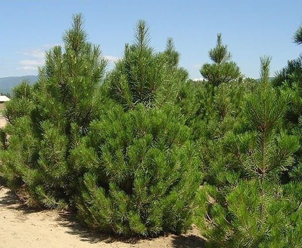 Sosna Czarna , Pinus Nigra