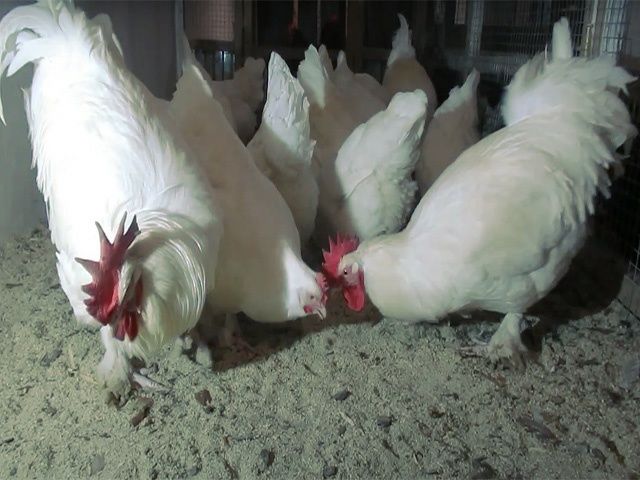 Курчата та інкубаційне яйце Малин (Мехеленська зозуля) смугастий,білий