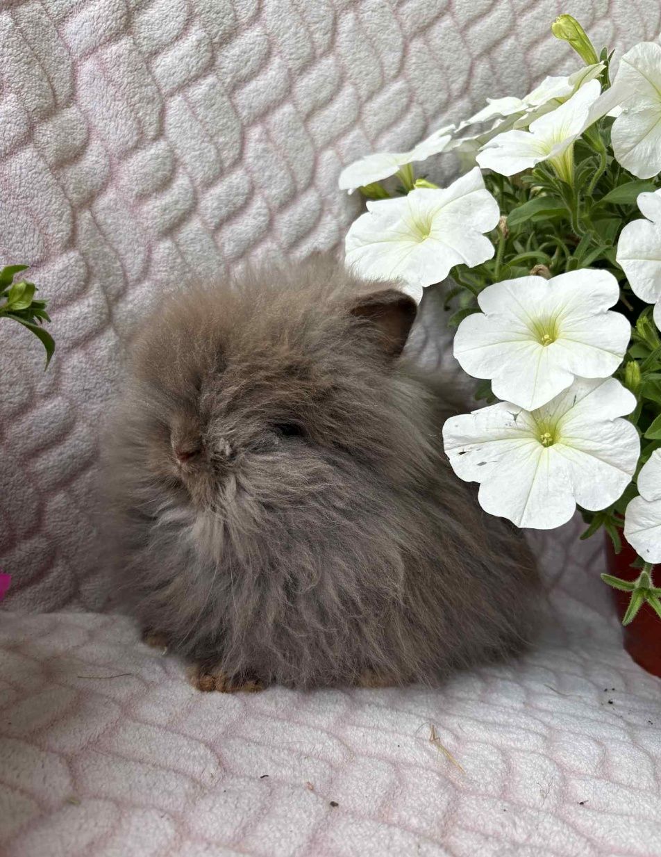Królik mini Lop, karzełki tedi długowłose