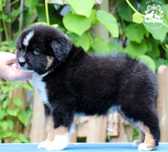 Miniaturowy Owczarek Amerykański Black Tricolor NBT, MAS ZKWP FCI Boy