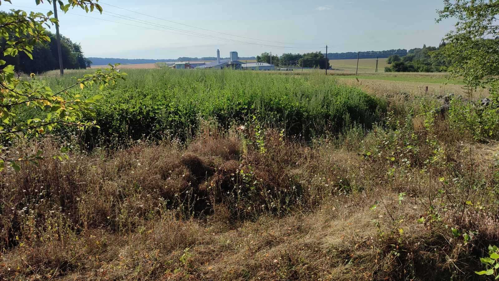 Терміново! Продам ділянку під будівництво 25 сот. в с. Урожайне