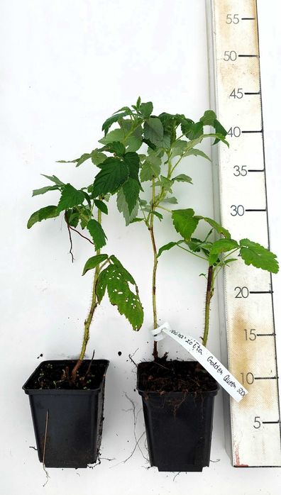 Sadzonki maliny| Malina żółta Golden Queen |2-letnie|certyfikat CAC|P9