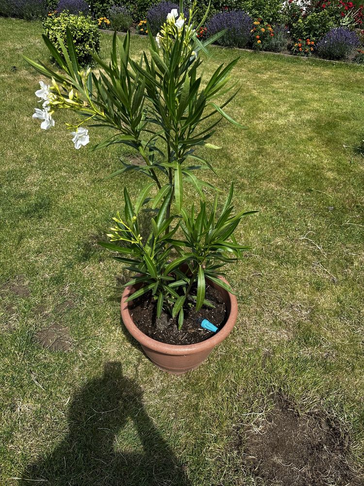 Oleander biały 2-letni bardzo ładny okaz