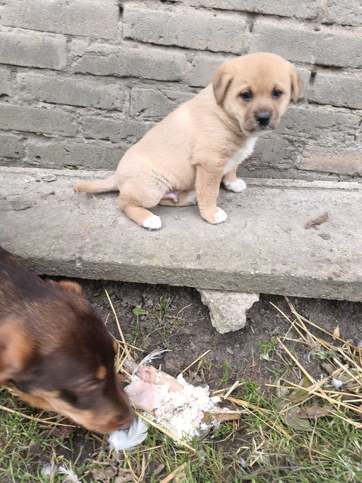 Oddam szczenięta będą duże psy