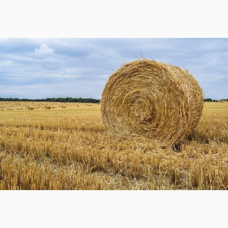 Продам сухую солому в рулонах