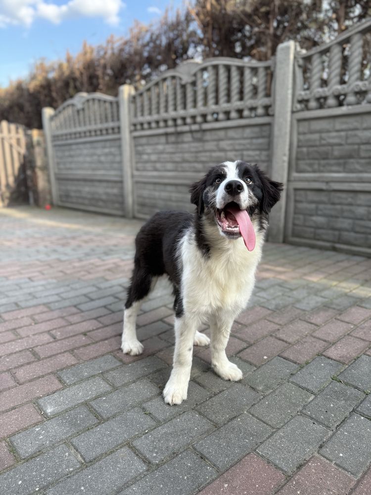 Border Collie suczka gotowy do odbioru