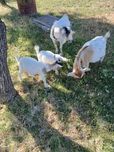 Casal de cabrinhas micro anao, ele moucho com 2 filhos