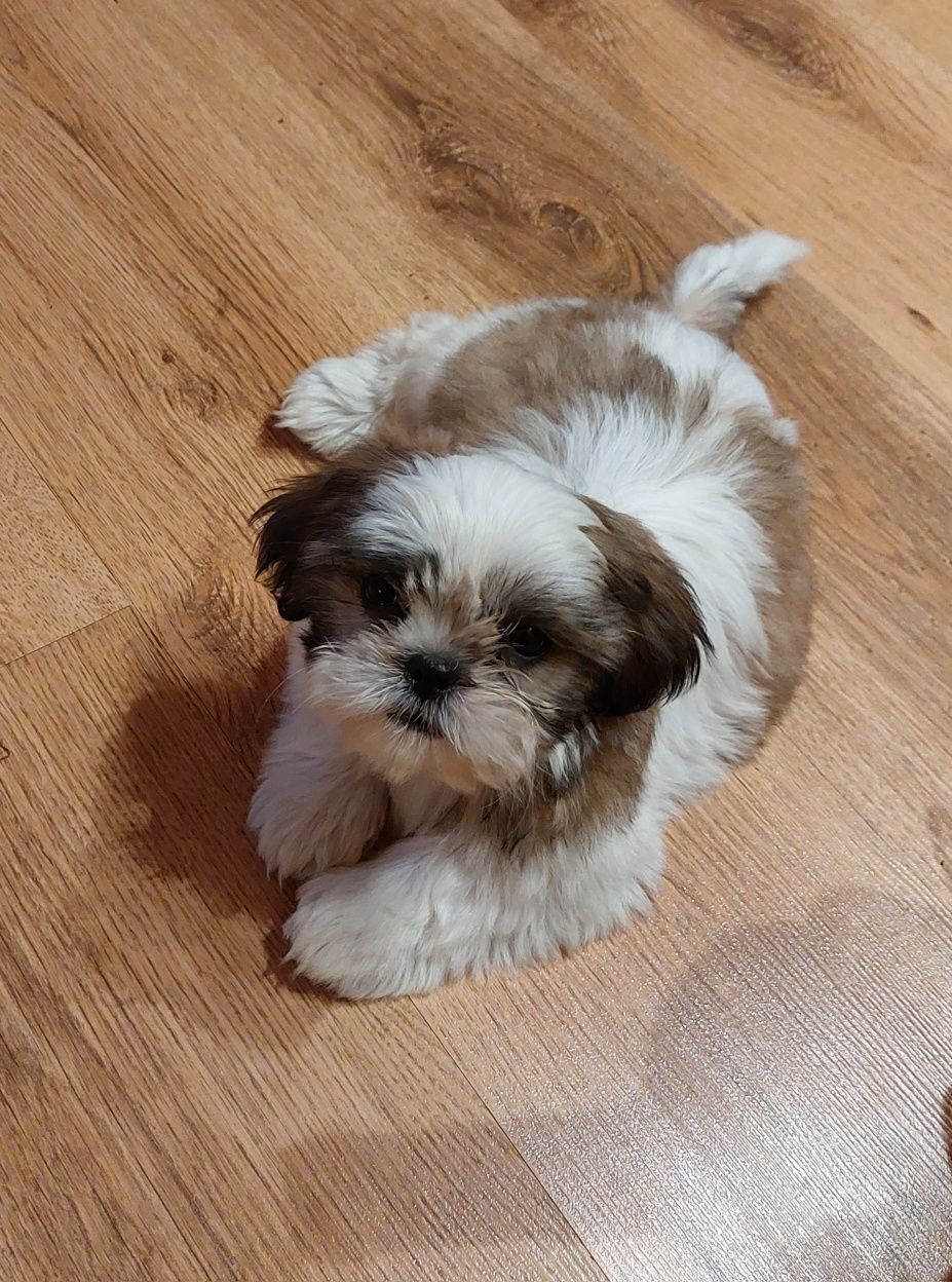 Szczeniaczki Shih Tzu z rodowodem + chip i szczepienia