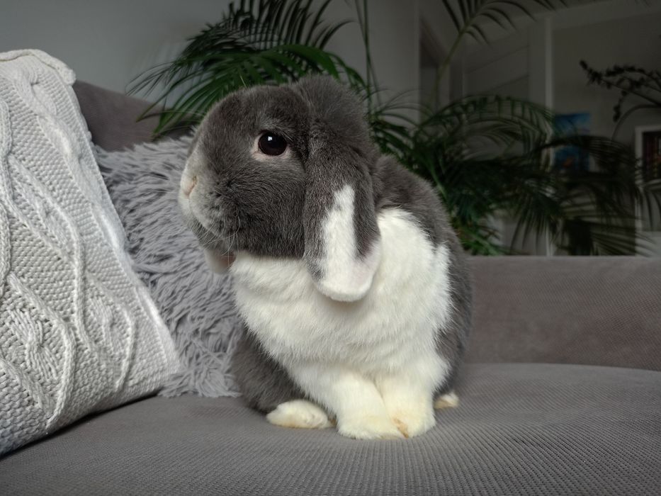 Mini lop samczyk minilop samiec reproduktor