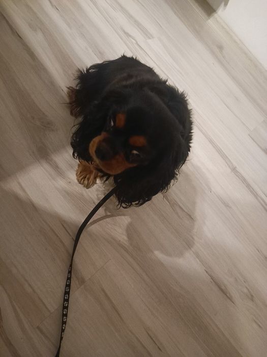 Cavalier King Spaniel sunia