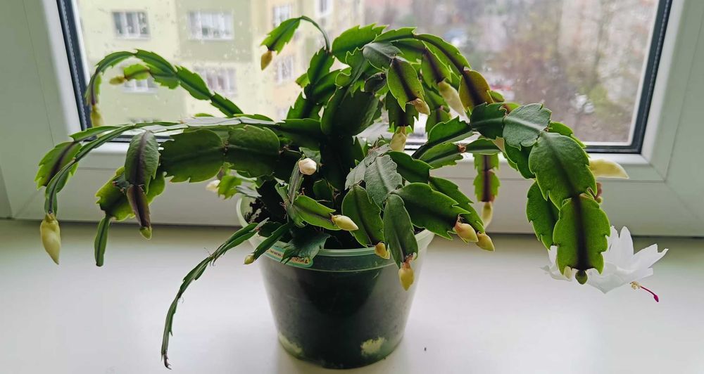 Шлюмбергера/Різдвяник