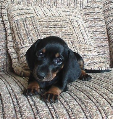 Такса дівчинка породиста