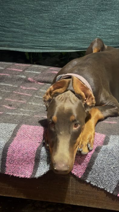 Продам добермана!