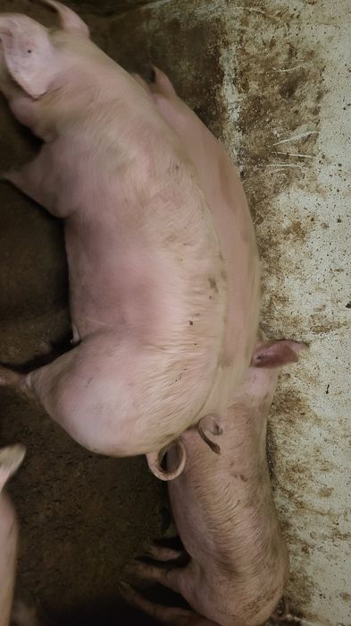 Sprzedam tuczniki własnego chowu