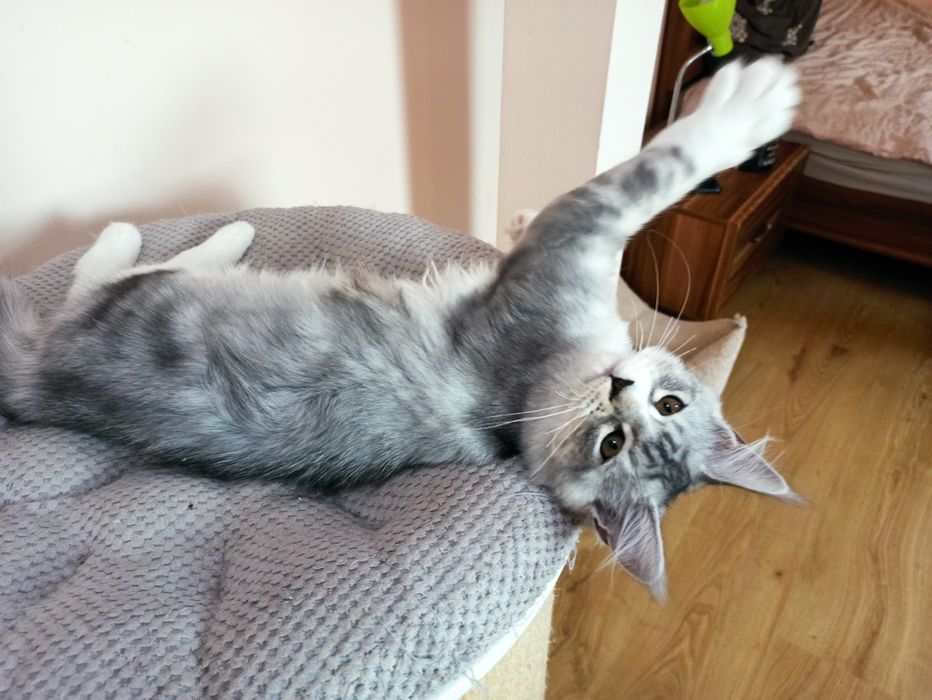 Maine Coon-srebrna cudna koteczka po Championie