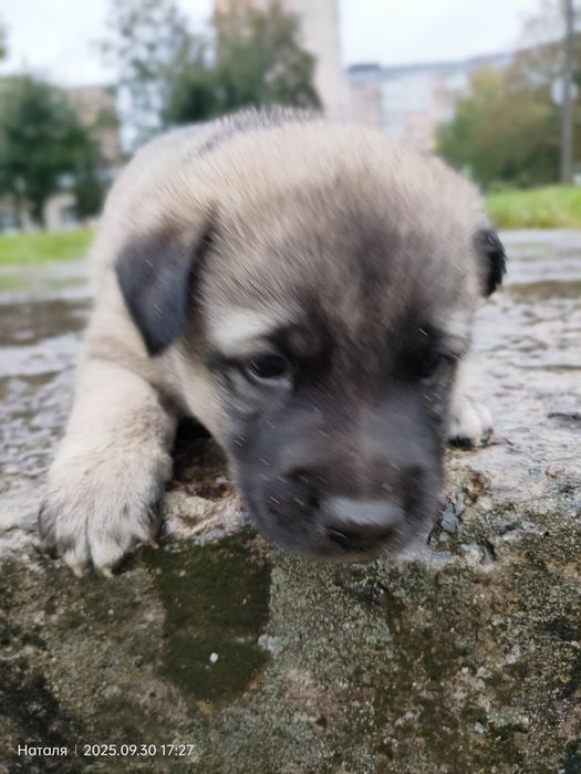 Цуцик в пошуках сім'ї