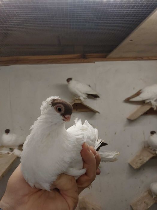 Krymki białostockie 25r samiczki 2szt