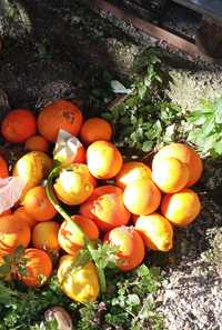 Laranjas, limões e tangerinas