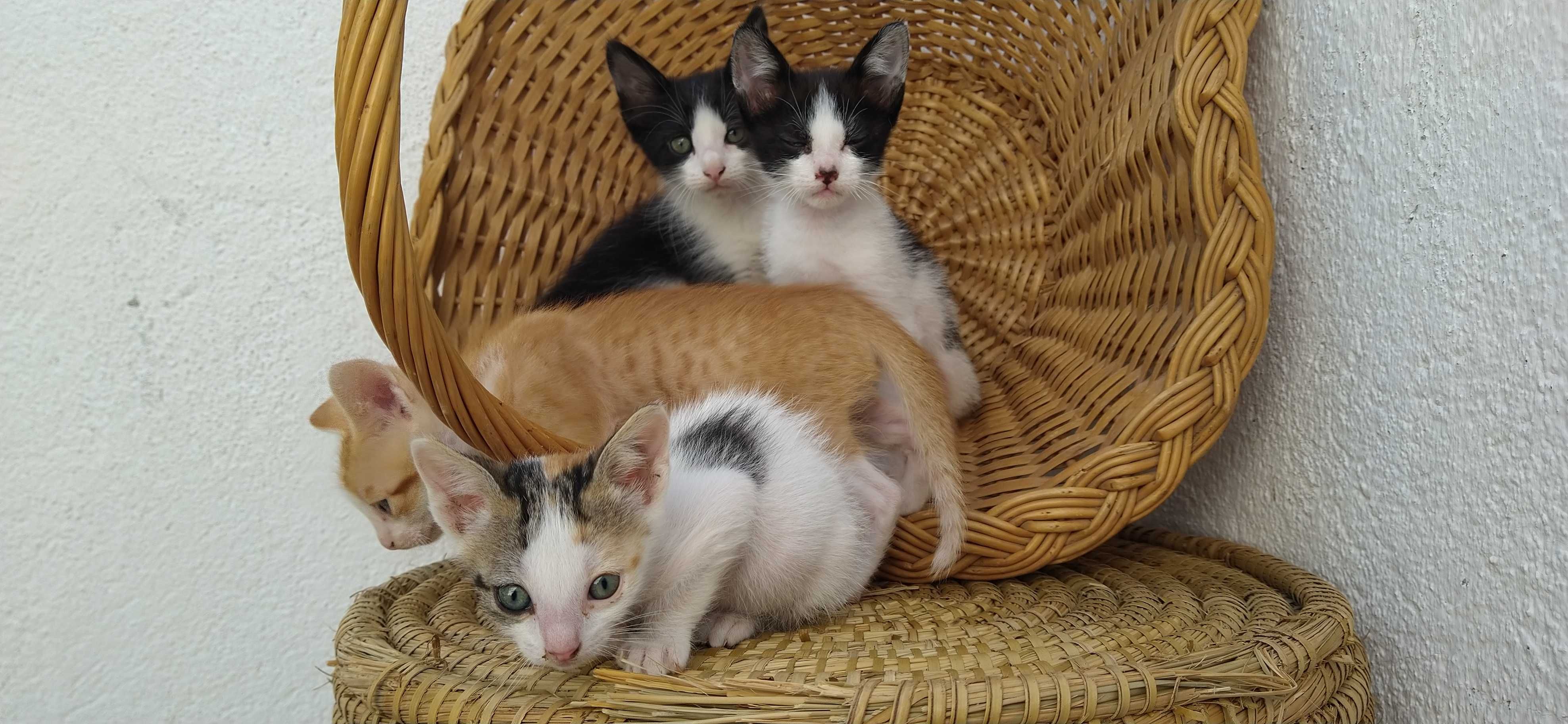 Gatinhas e Gatinhos para adoção. Procuram alguém que os estime.