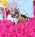 ***Śliczna mini sunia długowłosa chihuahua ***