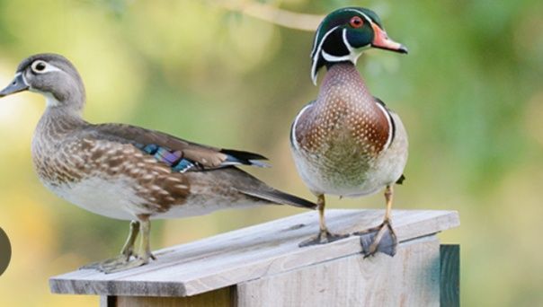 Patos carolinos deste ano