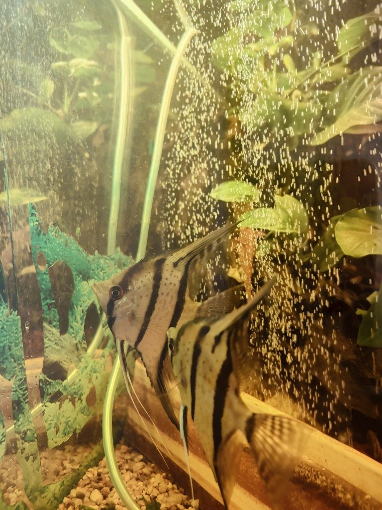 Sprzedam pięknego samca altum Rio nanay