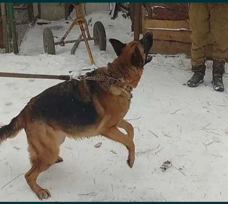 Питомник предлогает роскошную суку.