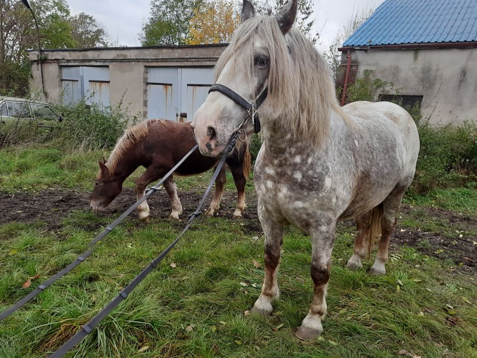 Klacz Zimnokrwista ze źrebakiem