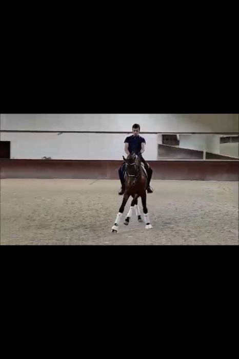 Cavalo PSA 9 anos