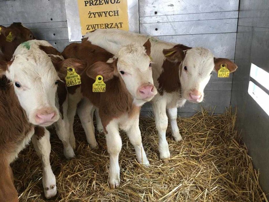 Byczki, cielaki simentale