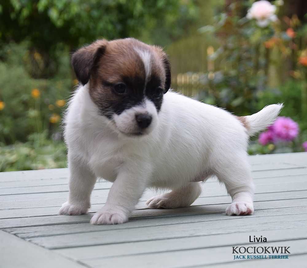 Jack Russell Terrier - suczka z rodowodem ZKwP