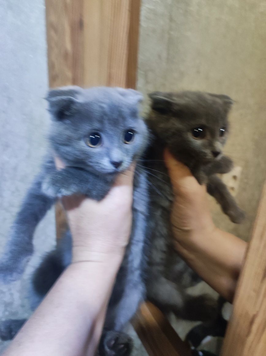 Кошенята висловухі , 2 міс