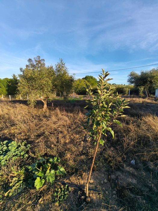 Terreno Rústico Vedado